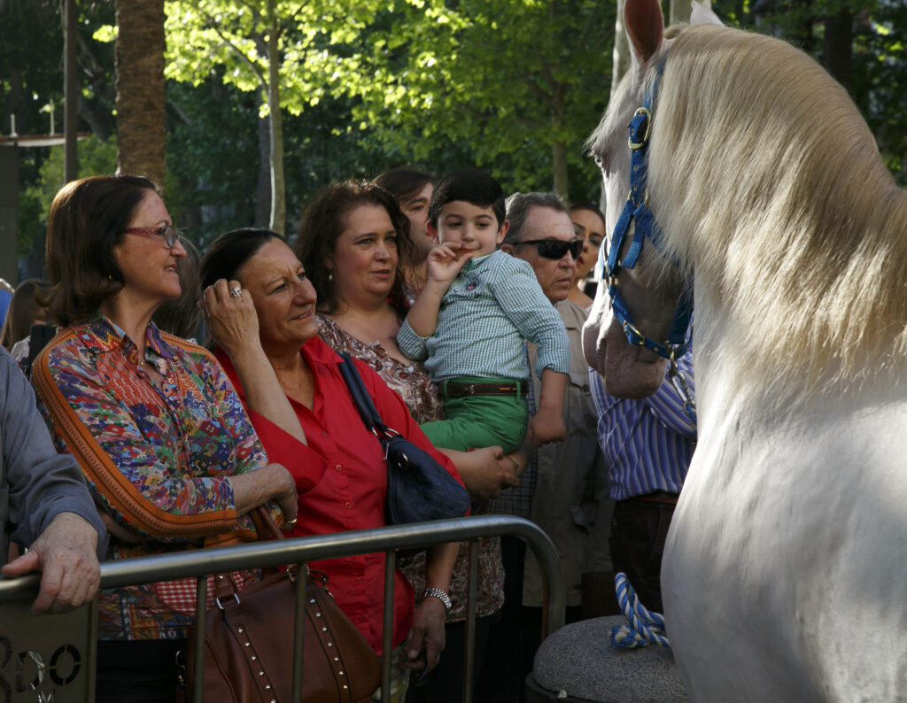Exhibición de caballos de rejoneo en la Plaza Nueva de Sevilla