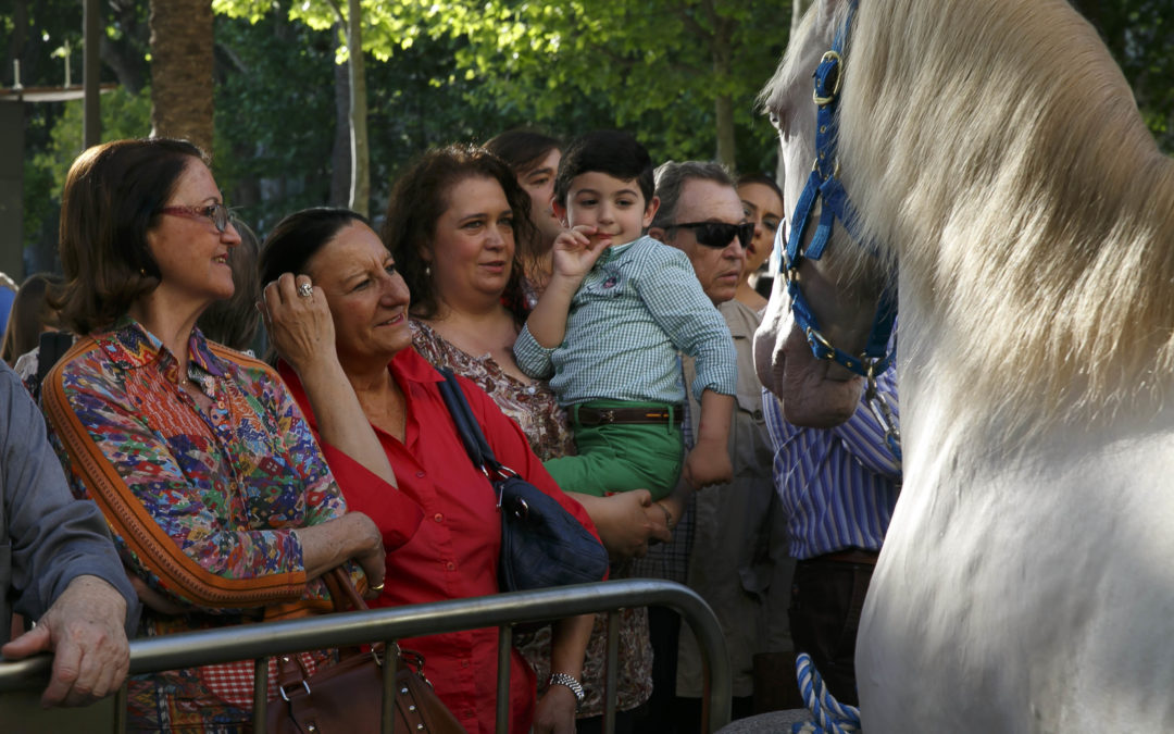 Exhibición de caballos de rejoneo en la Plaza Nueva de Sevilla