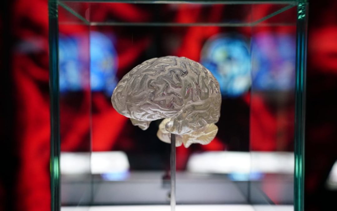 El cerebro, eje sobre el que gira la exposición 'Ilusionismo, ¿magia o ciencia?' en Cádiz